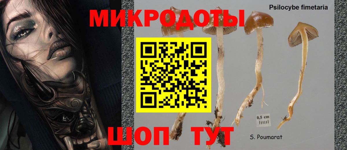 Псилоцибиновые грибы Psilocybe Светлоград
